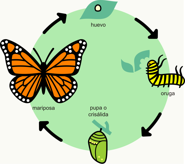 Ciclo de vida de la mariposa